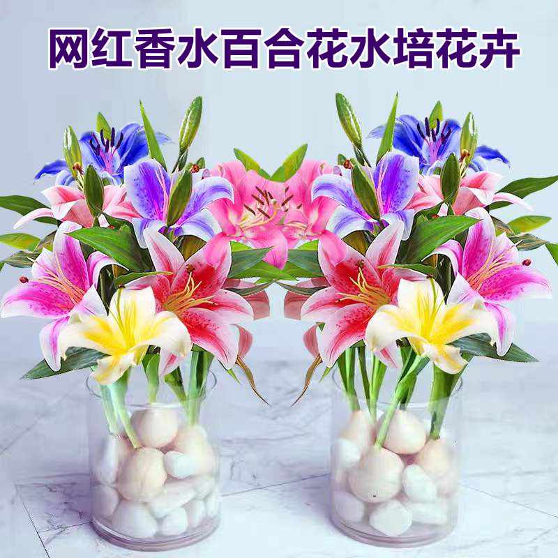 香水百合花種球 新人首單立減十元 22年10月 淘寶海外