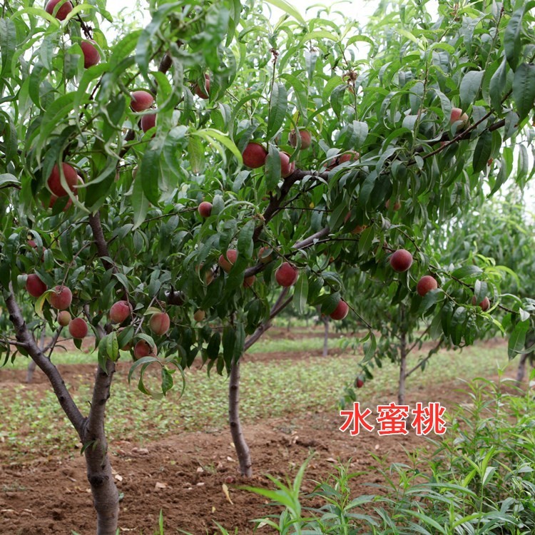 桃树果苗水蜜桃嫁接油蟠桃南北方种植特大桃子树早熟晚熟冬桃树苗 - 图2