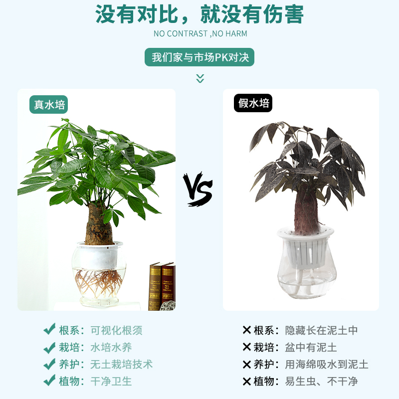 发财树室内水培植物和鱼共养盆栽客厅办公室桌面摆放易养活,淘宝优惠券,粉丝福利购,淘宝优惠卷