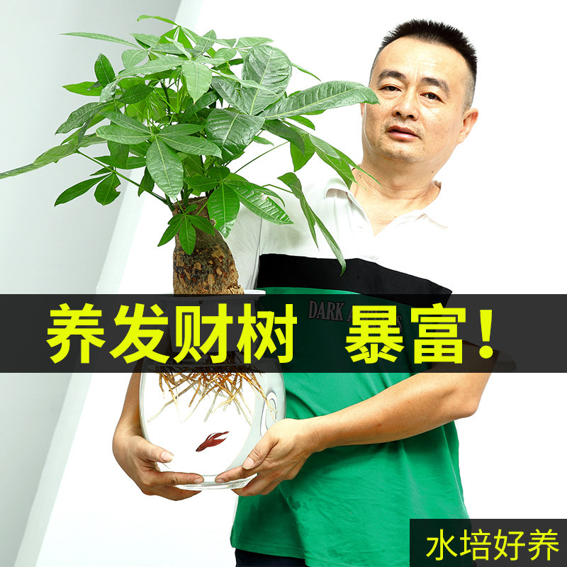 发财树室内水培植物和鱼共养盆栽客厅办公室桌面摆放易养活,淘宝优惠券,粉丝福利购,淘宝优惠卷