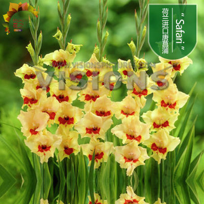 唐菖蒲种球根剑兰种球当年开花多色荷兰进口盆栽观花植物花卉 虎窝淘