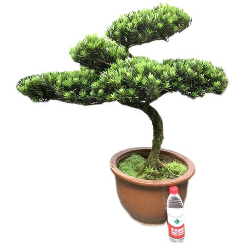 极速雀舌罗汉N松盆景成品 - 图0