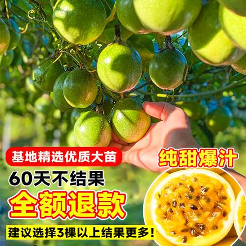百香果树果苗四季结果广西纯甜九号好养特大号苗黄金钦蜜9号大苗 - 图1