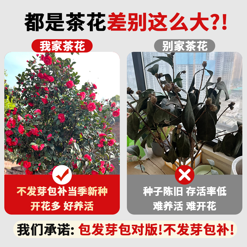 山茶花种籽子花卉种子花木种子林木种子盆栽山茶花树四季易种种籽 - 图3