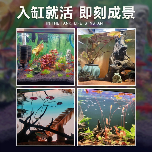 红荷根睡莲鱼缸造景水草红色草缸布景真草植物淡水耐养易红好养活 - 图2