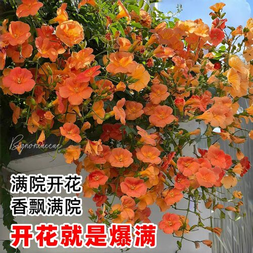 凌霄花苗爬藤植物春秋开花耐寒耐热炮仗花苗阳台庭院花植物凌霄花 - 图2