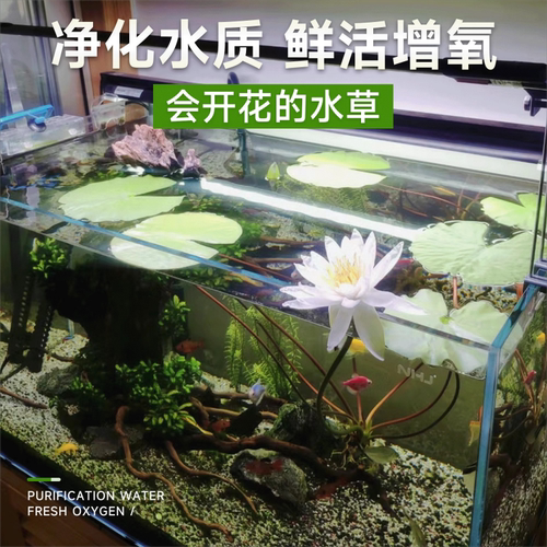 红荷根睡莲鱼缸造景水草红色草缸布景真草植物淡水耐养易红好养活 - 图1