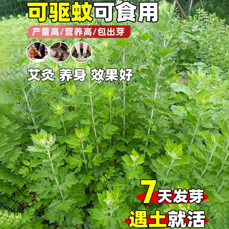 艾草种籽食用青团艾叶野生药用大叶种子驱蚊艾蒿阳台庭院四季种植 - 图0