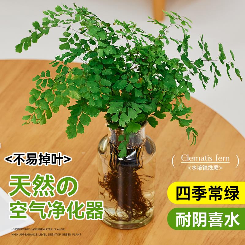 铁线蕨盆栽水培植物肾蕨蕨类大苗耐阴室内客厅垂吊水养绿植好养活 - 图2