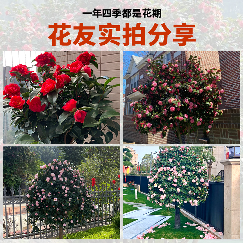 山茶花种籽子花卉种子花木种子林木种子盆栽山茶花树四季易种种籽 - 图2