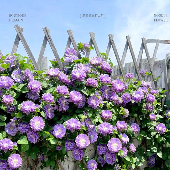 铁线莲大苗带花苞乌托邦爬藤植物庭院盆栽耐热耐寒绿植花卉好养花,淘宝优惠券,粉丝福利购,淘宝优惠卷