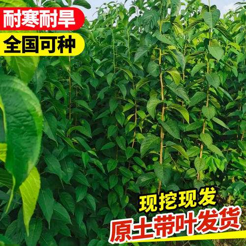 药用杜仲树苗中草药连翘药材种植苗庭院耐寒地栽四季果树果苗盆栽 - 图0