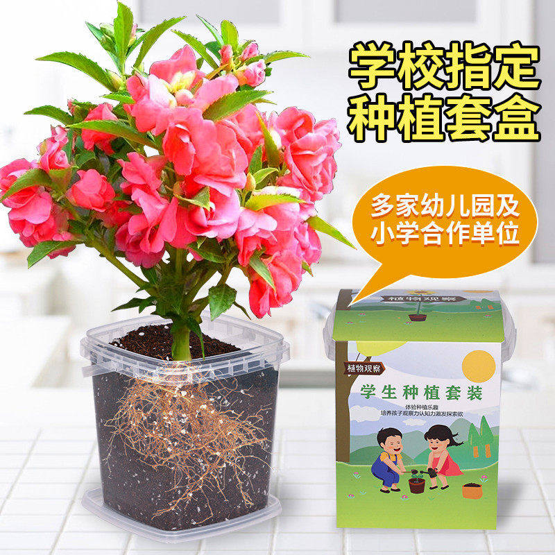 儿童种植小盆栽向日葵种籽四季凤仙花种孑小学生观察植物开花种子,淘宝优惠券,粉丝福利购,淘宝优惠卷