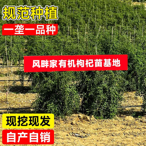 枸杞树苗当年结果大苗盆栽南北方四季种植食用果树苗果苗耐寒耐旱 - 图2