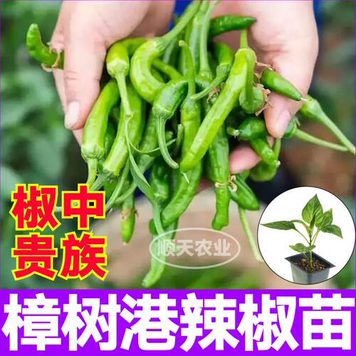 椒中贵族正宗湖南樟树港辣椒苗秧种子带土香辣朝天辣妹子四季盆栽 - 图0