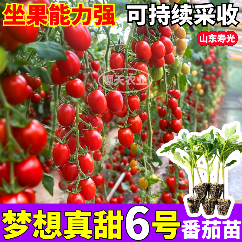 梦想真甜6号番茄苗秧四季高产白黑黄红千禧圣女果种子阳台盆栽,淘宝优惠券,粉丝福利购,淘宝优惠卷