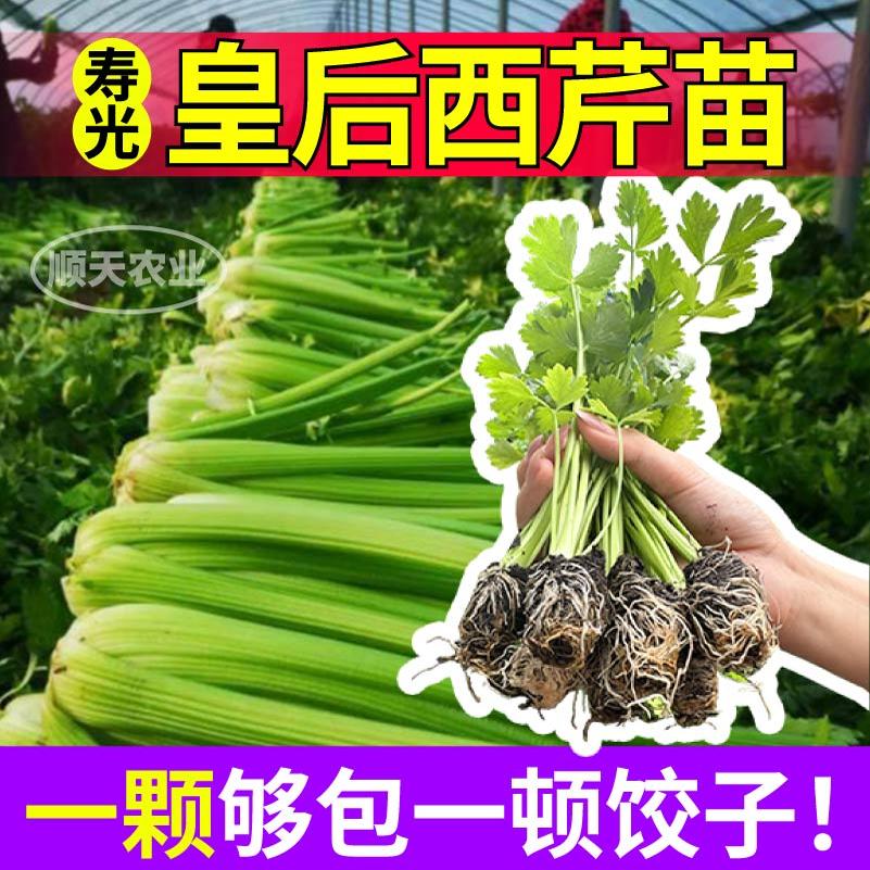 脆嫩味更浓皇后大肉西芹苗秧苗秧小香芹种子四季盆栽大田高产水培 - 图3