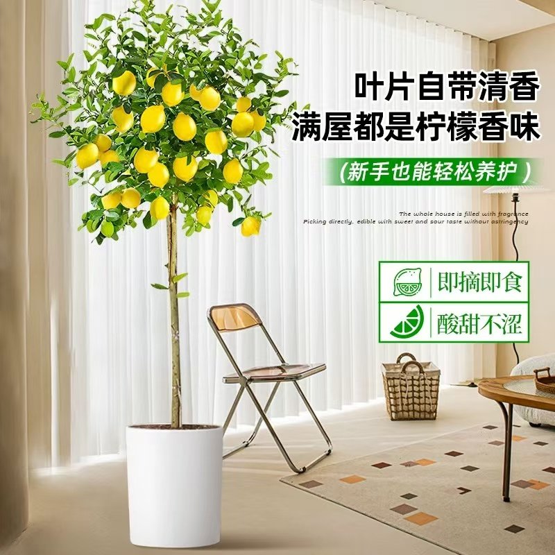 香水柠檬树盆栽带果室内阳台大型四季好养真花绿植客厅除甲醛植物,淘宝优惠券,粉丝福利购,淘宝优惠卷