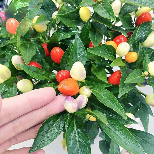 辣椒盆栽带果可食用彩椒朝天椒带花室内阳台花卉小米椒庭院绿植物 - 图1