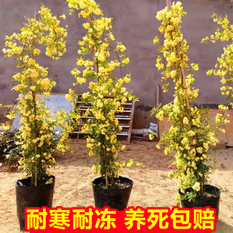 红木香树苗带花卉庭院爬藤禄植物蔷薇四季重瓣老桩黄木香花苗盆栽 - 图0