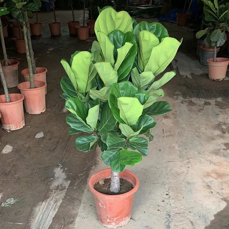 琴叶榕客厅大叶型老桩绿植盆栽橡皮树室内吸甲醛盆景好养真花植物,淘宝优惠券,粉丝福利购,淘宝优惠卷