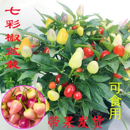 辣椒盆栽带果可食用彩椒朝天椒带花室内阳台花卉小米椒庭院绿植物 - 图2