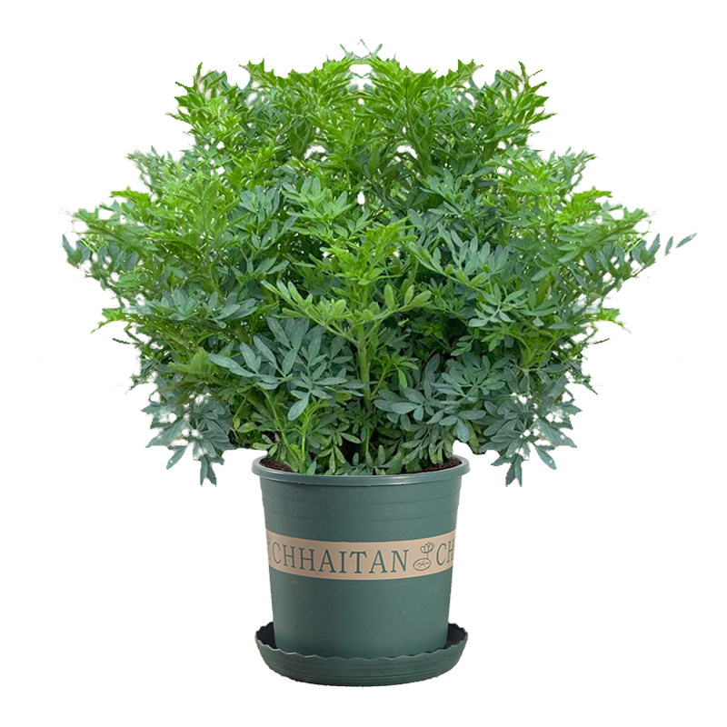 臭草芸香草盆新鲜可食用臭艾香草绿豆糖水阳台庭院四季驱蚊绿植物,淘宝优惠券,粉丝福利购,淘宝优惠卷