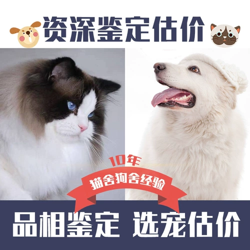 Оценка кошек домашние животные Pets Puppet Cat Dog and Dog Shiba Inu Идентификация цена Golden Getse Assulation Corki Bianpu