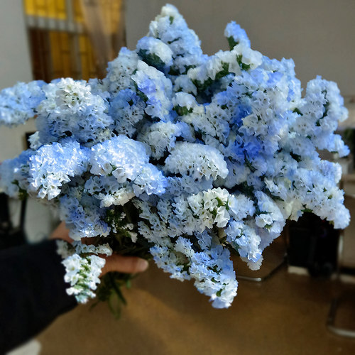 云南勿忘我满天星干花花束真花自然风干家居客厅装饰摆设件按斤卖 - 图1