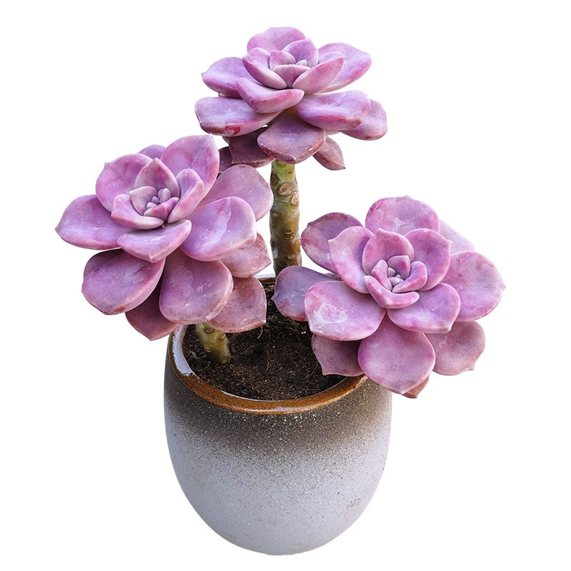 紫乐小老桩多肉植物组合肉肉套餐华丽风车绿植盆栽办公室粉色花卉,淘宝优惠券,粉丝福利购,淘宝优惠卷