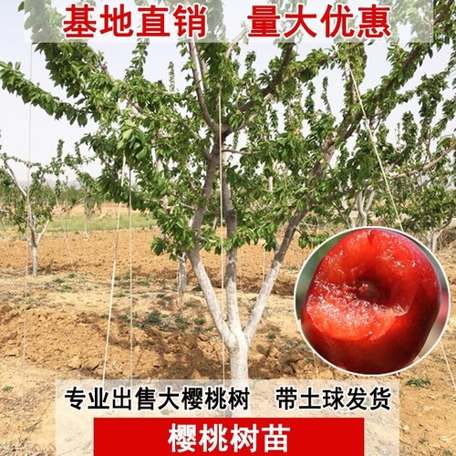 樱桃树苗地栽车厘子树苗盆栽当年结果南北方种植嫁接庭院大樱桃苗-图1