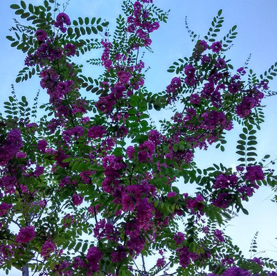 香花槐树苗富贵树槐花苗红花槐树苗庭院绿化花卉花园植物洋槐树苗-图2