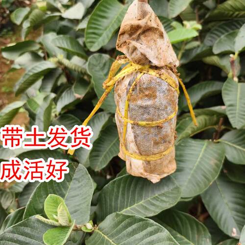 广西红宝石无籽少籽芭乐树苗正宗四季红肉红心嫁接番石榴易种带土 - 图2