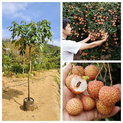 荔枝苗海南妃子笑桂味无核鸡嘴荔仙进奉枝嫁接荔枝果树苗南方种植 - 图1
