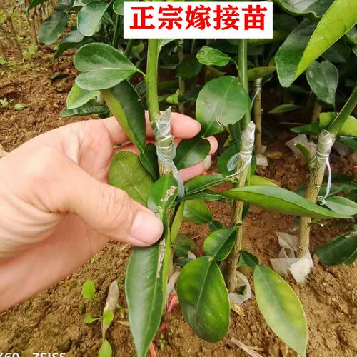 泰国暹罗三红柚香水柚嫁接苗特大柚子树新品种红心果树南方种植 - 图2
