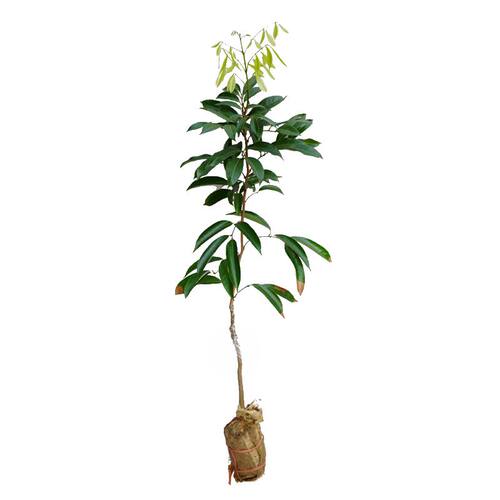 荔枝苗海南妃子笑桂味无核鸡嘴荔仙进奉枝嫁接荔枝果树苗南方种植 - 图3