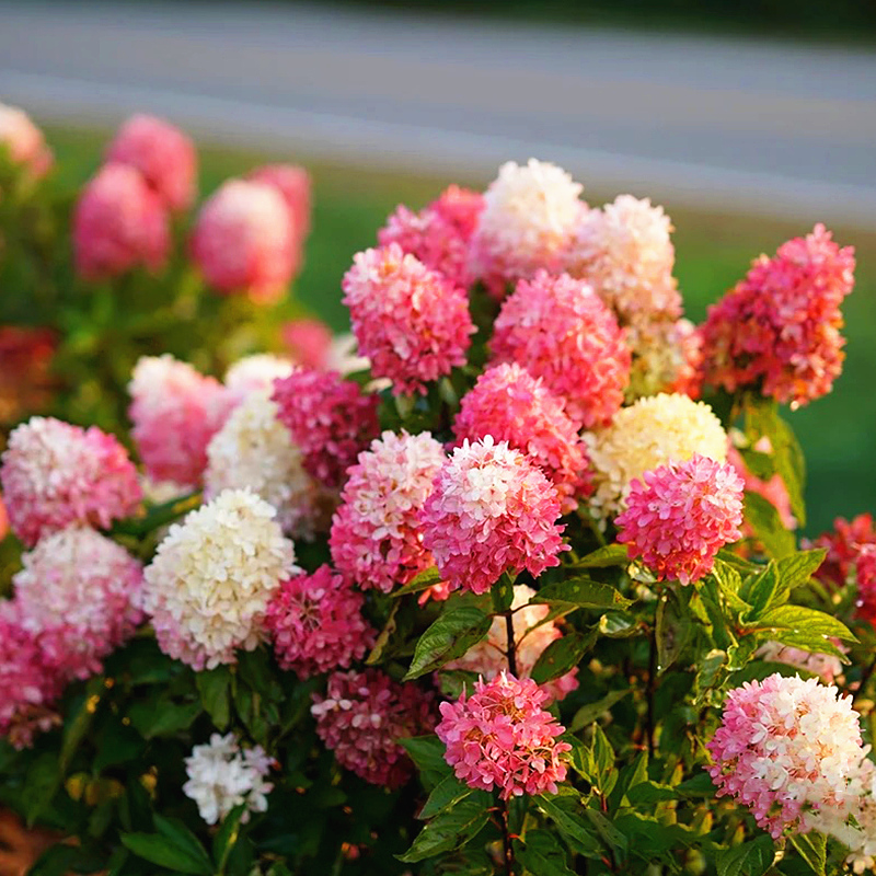 圆锥绣球香草草莓花苗石灰灯绣球花耐寒耐晒花卉夏日美人盆栽植物,淘宝优惠券,粉丝福利购,淘宝优惠卷