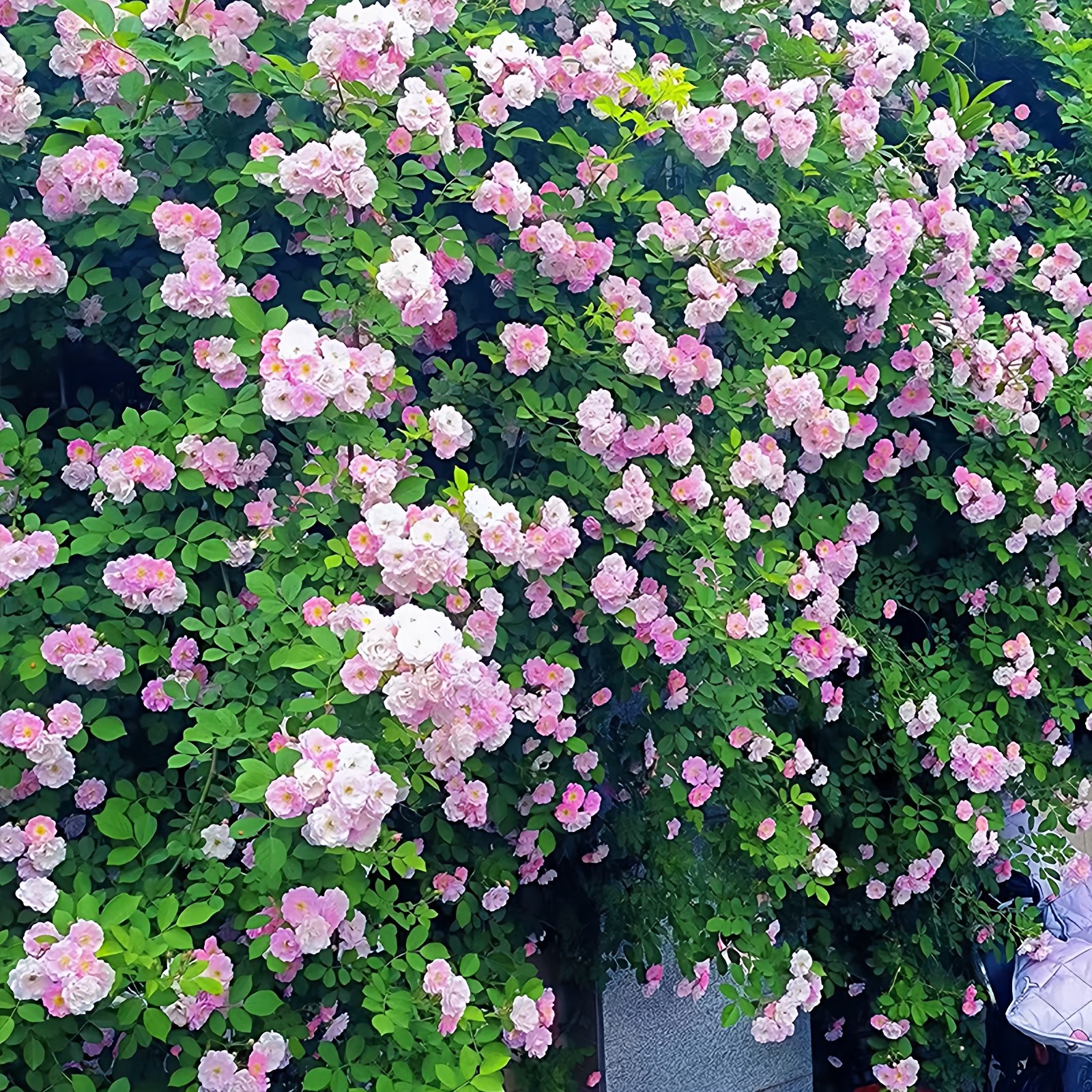 无刺粉团蔷薇花苗十姐妹藤本月季七姐妹爬藤四季浓香玫瑰爬墙花卉,淘宝优惠券,粉丝福利购,淘宝优惠卷