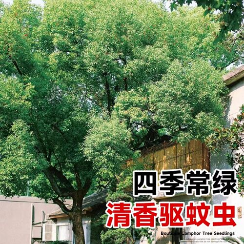 香樟树苗四季常青公园庭院地栽绿化工程大树驱蚊虫耐寒小叶香樟苗 - 图0