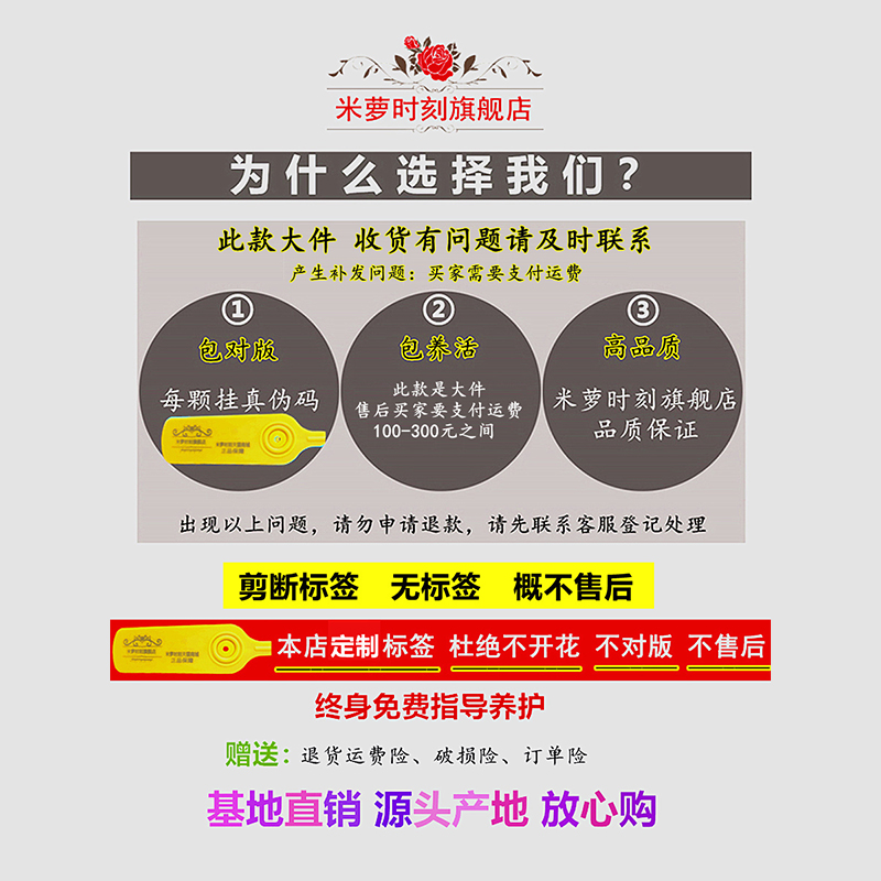 黄金庆典爬藤月季母本大苗庭院多季蔷薇花苗藤本大花玫瑰地栽花卉 - 图1