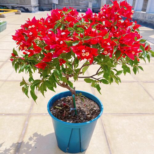 热火桑巴三角梅老桩盆栽带花爬藤植物重瓣四季阳台庭院耐热好养活 - 图0