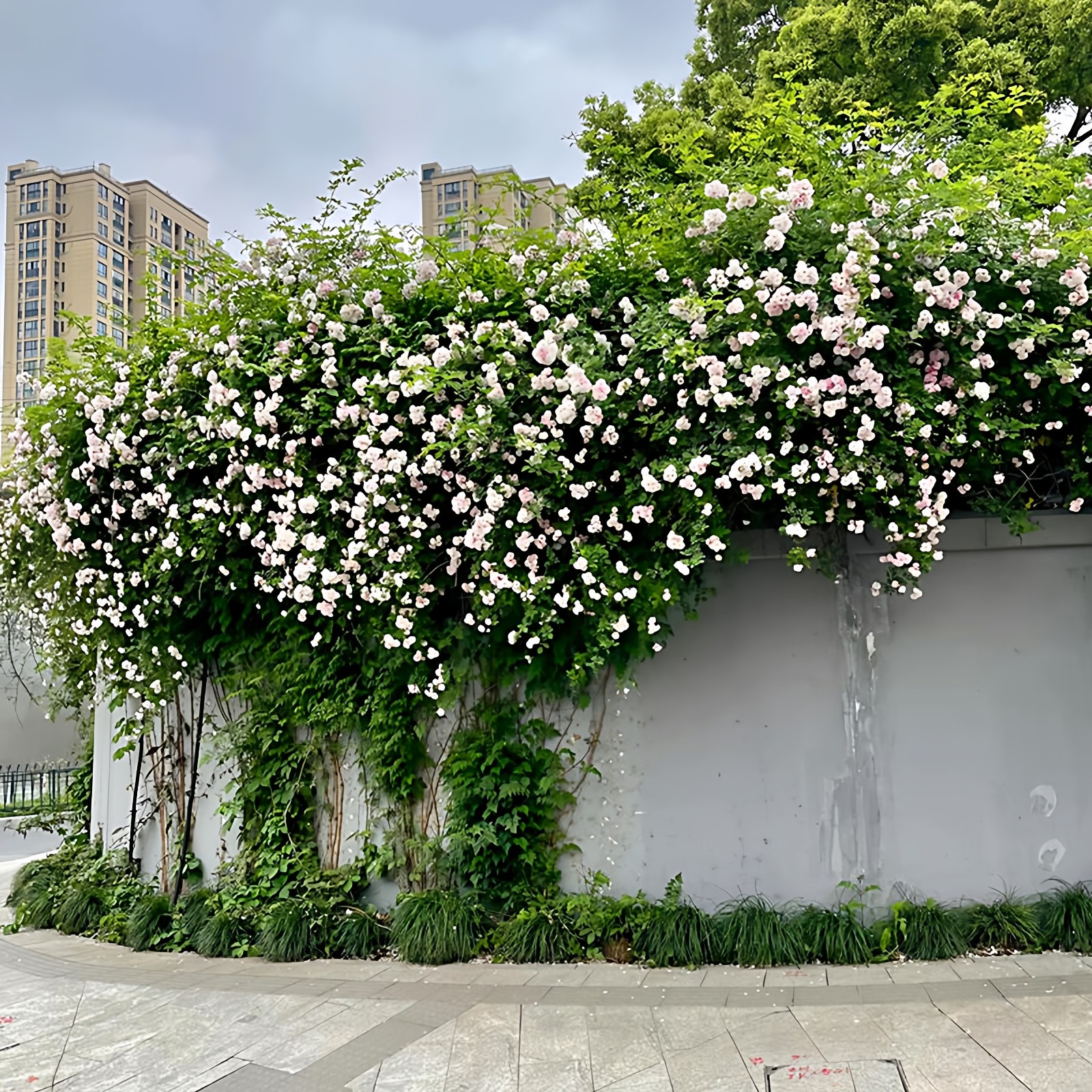 无刺粉团蔷薇花苗十姐妹藤本月季七姐妹爬藤四季浓香玫瑰爬墙花卉,淘宝优惠券,粉丝福利购,淘宝优惠卷