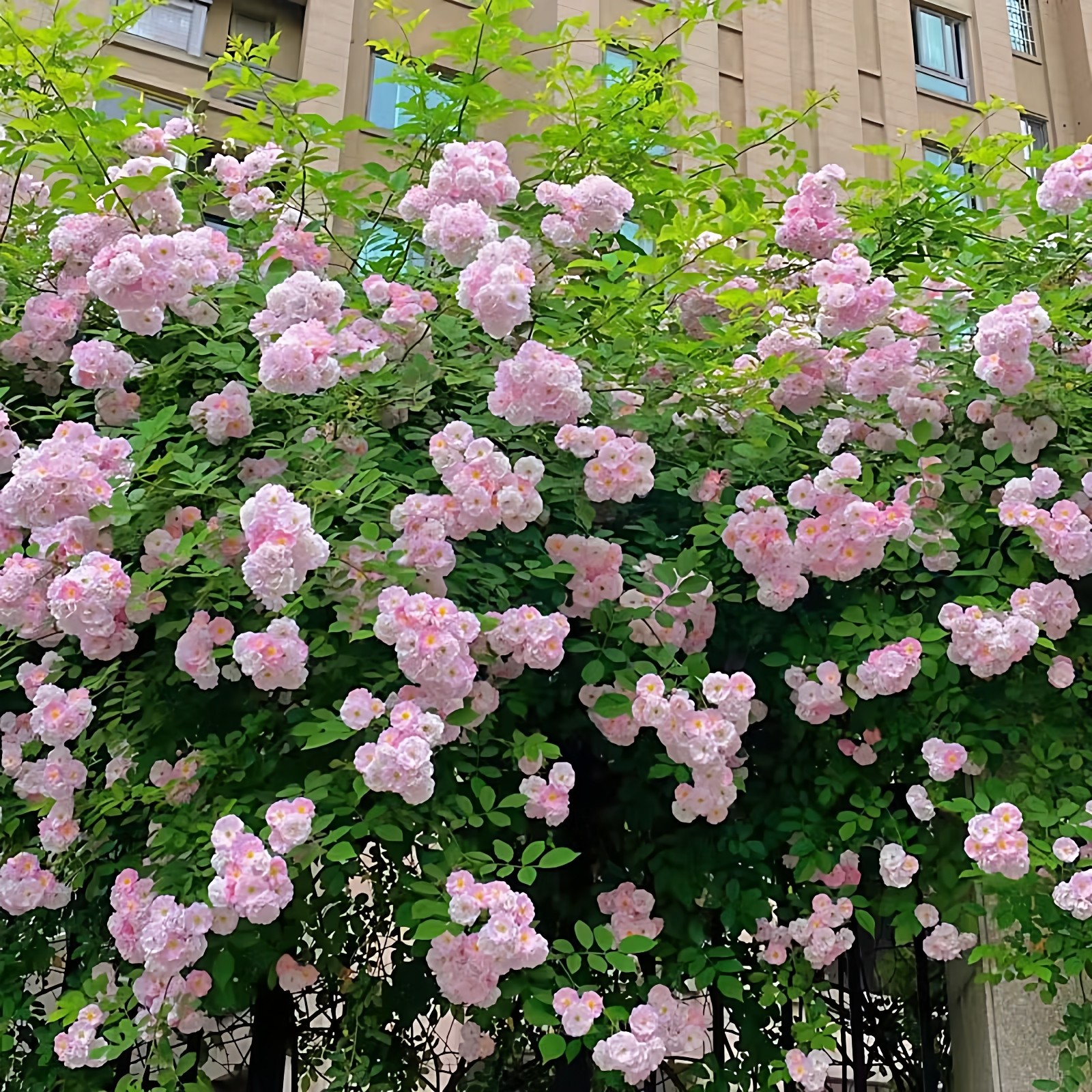 无刺粉团蔷薇花苗十姐妹藤本月季七姐妹爬藤四季浓香玫瑰爬墙花卉,淘宝优惠券,粉丝福利购,淘宝优惠卷