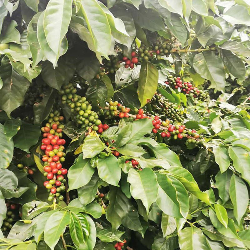 商用云南咖啡生豆2千克统级云南特产小粒咖啡豆保山阿拉比卡散装 - 图0