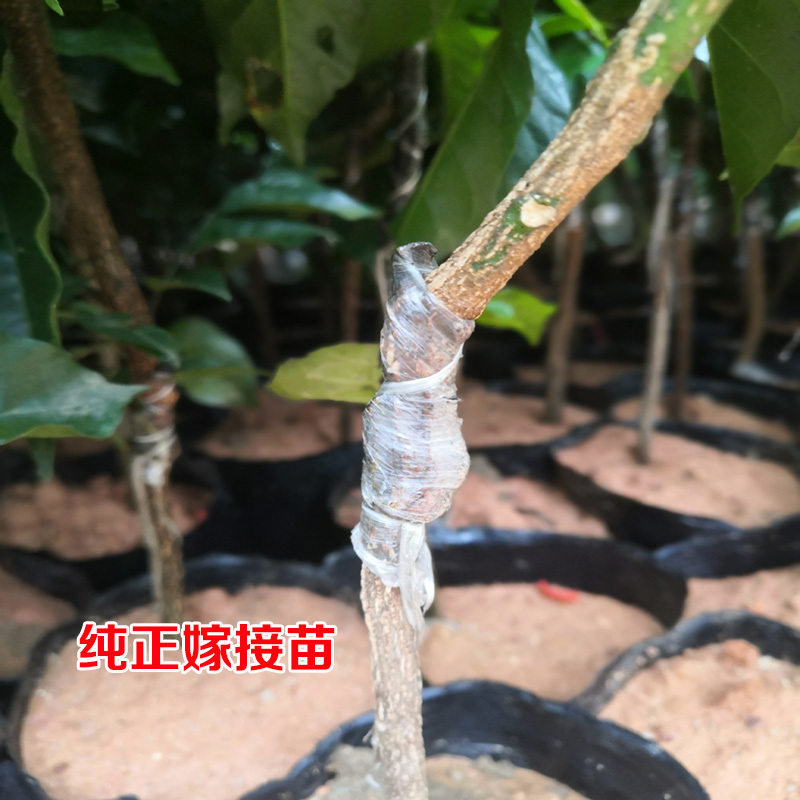 黄皮鸡心果苗果树无核贵妃品种嫁接树苗地栽盆栽南方水果酸甜大果 - 图0