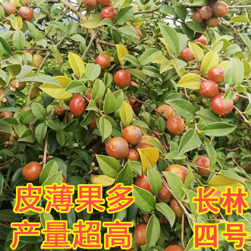 高产油茶树苗批发嫁接油茶苗茶油树苗茶树苗山茶油树苗白花中大果 - 图0