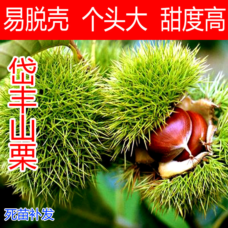 板栗苗树嫁接盆栽地栽当年结果南方北方种植特大板栗树大红袍板栗,淘宝优惠券,粉丝福利购,淘宝优惠卷