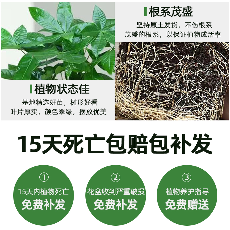 小发财树盆栽室内植物花卉室内盆景摆件水培办公桌面绿植招财好养