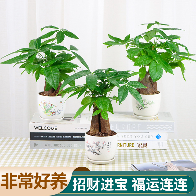 小发财树盆栽室内植物花卉室内盆景摆件水培办公桌面绿植招财好养