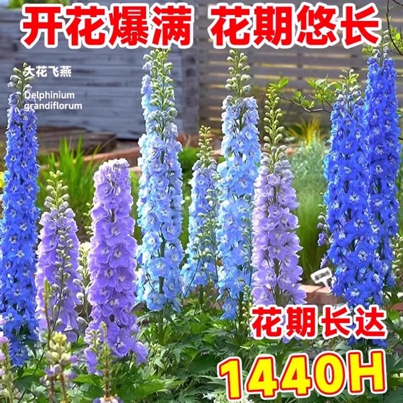 重瓣大花飞燕草花卉种子多年生花苗四季开花盆栽耐寒种子阳台庭院 - 图0